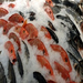 pesce surgelato pesce surgelato