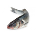 Fish Fish