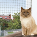 Reti e griglie di sicurezza per cani e gatti Reti e griglie di sicurezza per cani e gatti